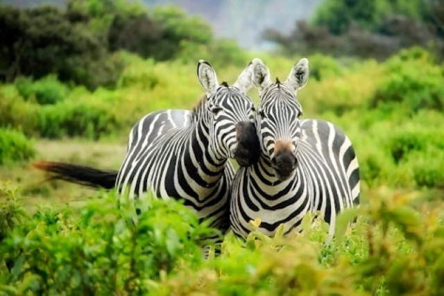 This image for Image Layouts addon