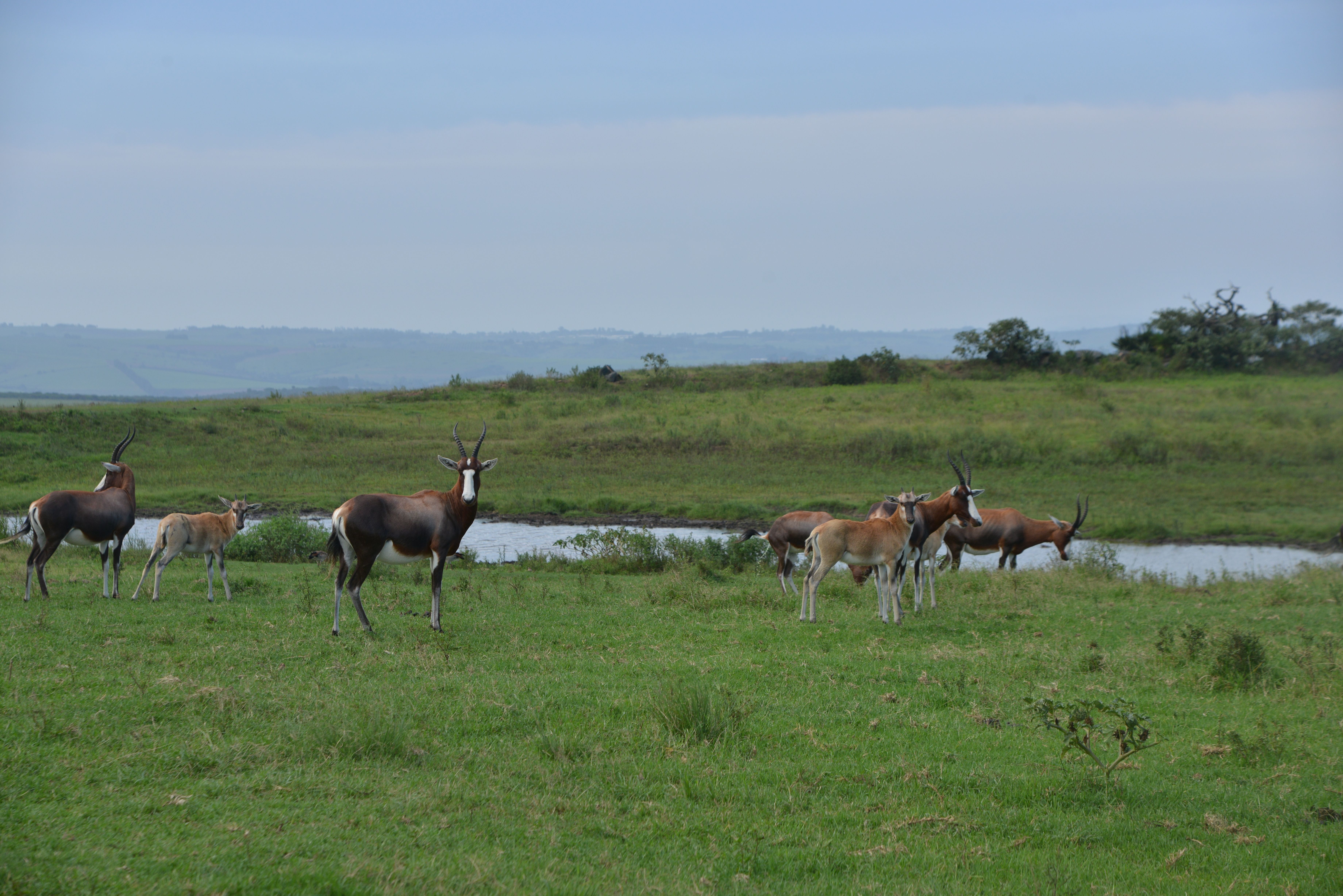 The Pride of Mzansi in KwaZulu-Natal